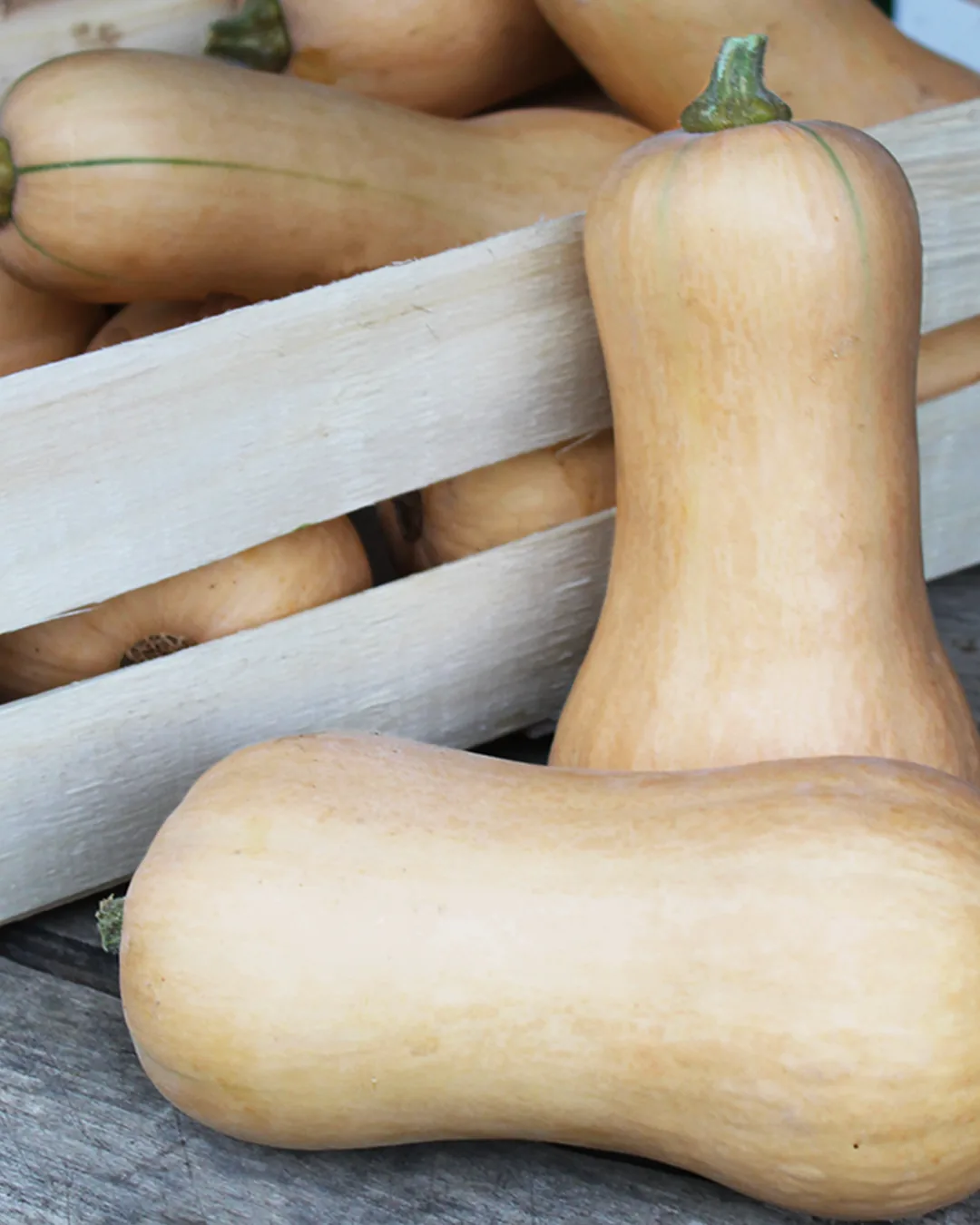 Courges butternut en cagette