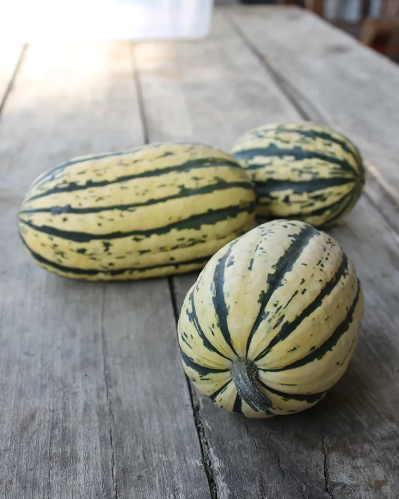 Courges Delicata rayées sur une table en bois