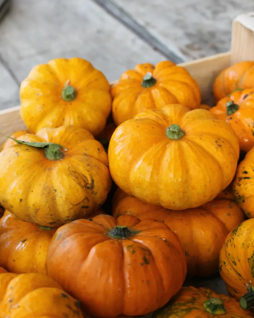 Mini-courges Jack be Little orange en cagette