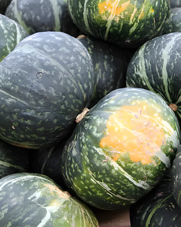 Courges Kabocha vert foncé