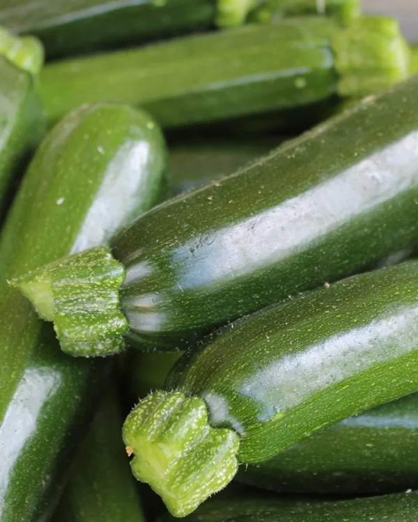 Courgettes Black Beauty vert foncé