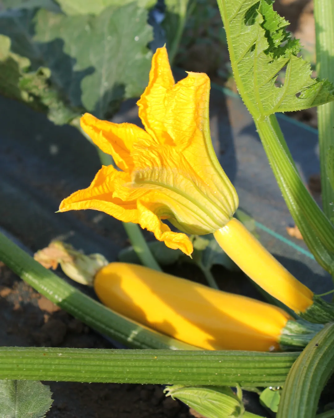 Courgette jaune et sa fleur sur le plant