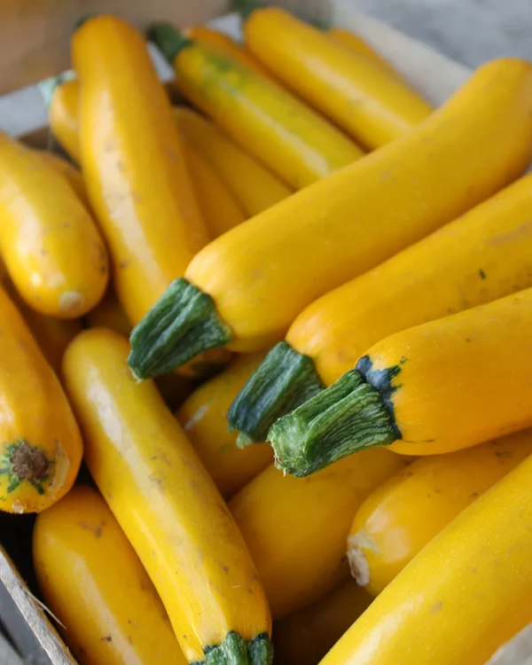 Courgettes jaunes récoltées en cagette