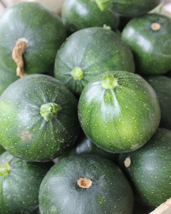 Courgettes rondes de Nice en cagette