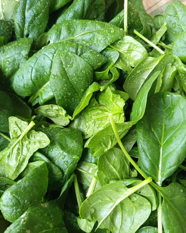 Feuilles d'épinard Verdil fraîchement cueillies