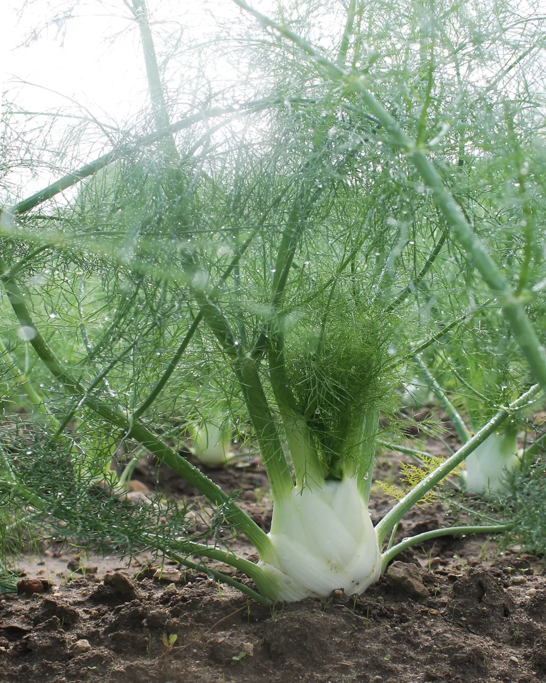Bulbe de fenouil Bianco Perfezione au potager