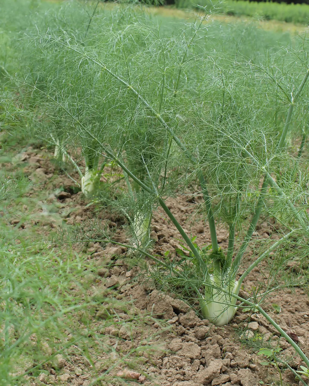 Rangs de fenouil Bianco Perfezione au champ