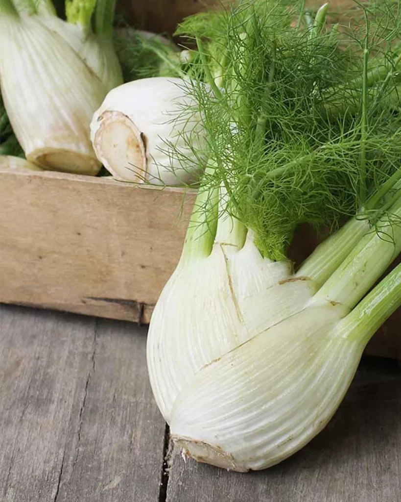 Bulbes de fenouil Bianco Perfezione récoltés