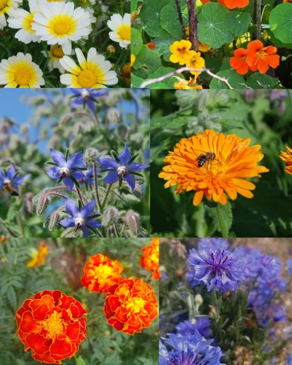 Fleurs comestibles en mélange : bourrache, capucine, souci, bleuet et tagète