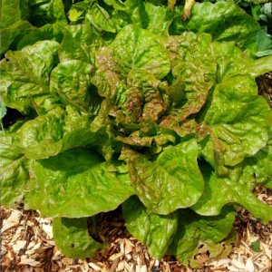 Laitue Grasse Traditionnelle Grasse de Morges - BIO