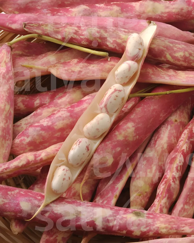 Gousses de haricots Borlotto marbrées de rouge
