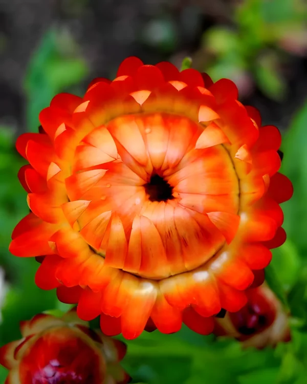 Fleur d'immortelle rouge orangé