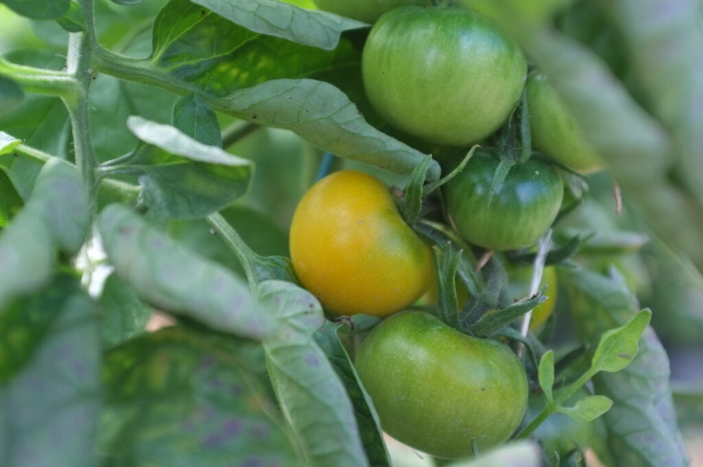 Tomate Jaune de Thoune - BIO