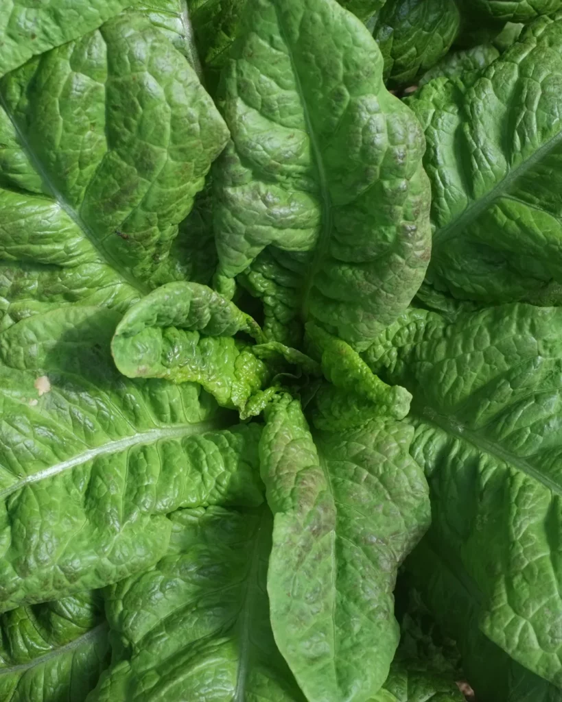 Feuilles de laitue asperge Cracoviensis