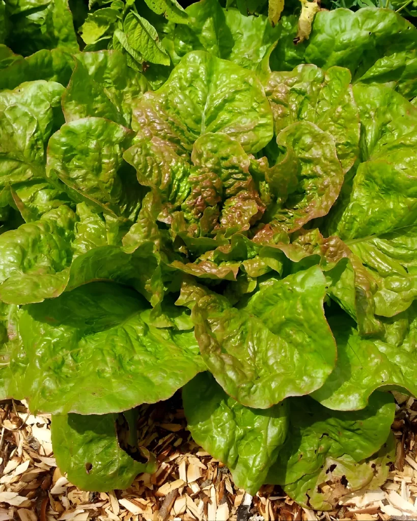 Laitue grasse de Morges au potager