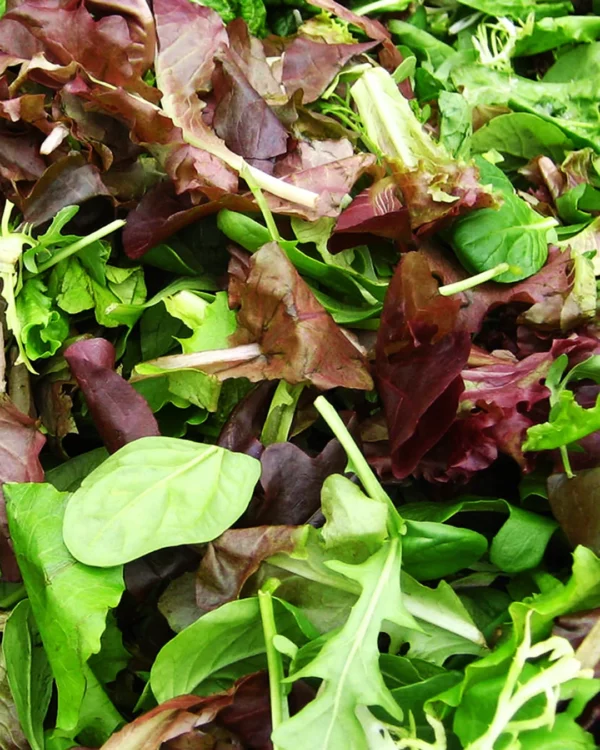 Mélange mesclun de jeunes pousses de salade