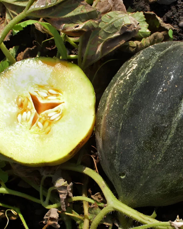 Melons Petit Gris de Rennes, entier et coupé
