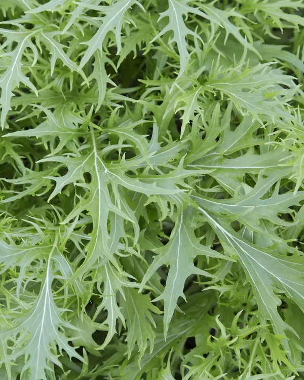 Feuilles découpées de mizuna