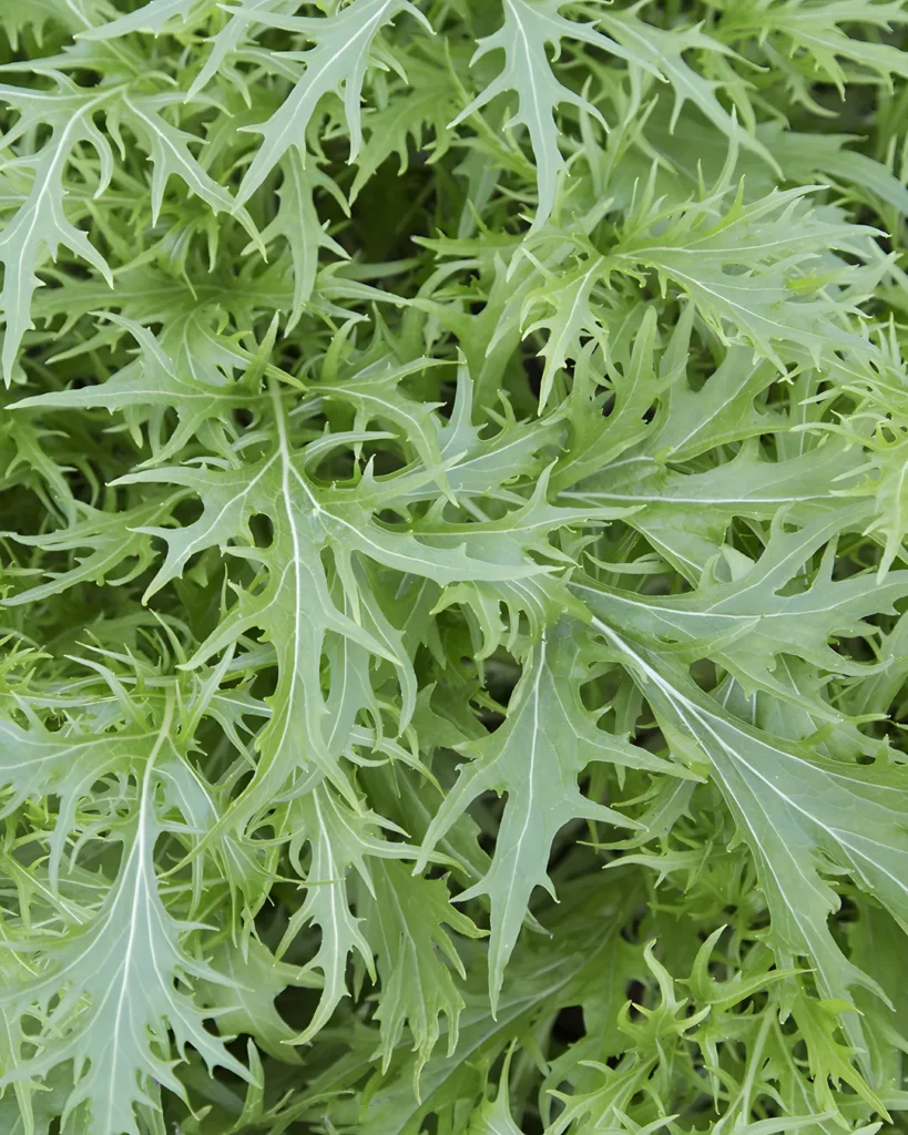 Feuilles découpées de mizuna