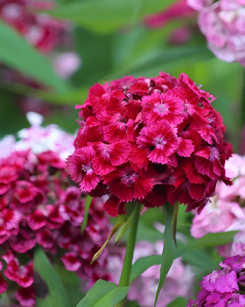 Fleurs d'œillet du poète roses et pourpres