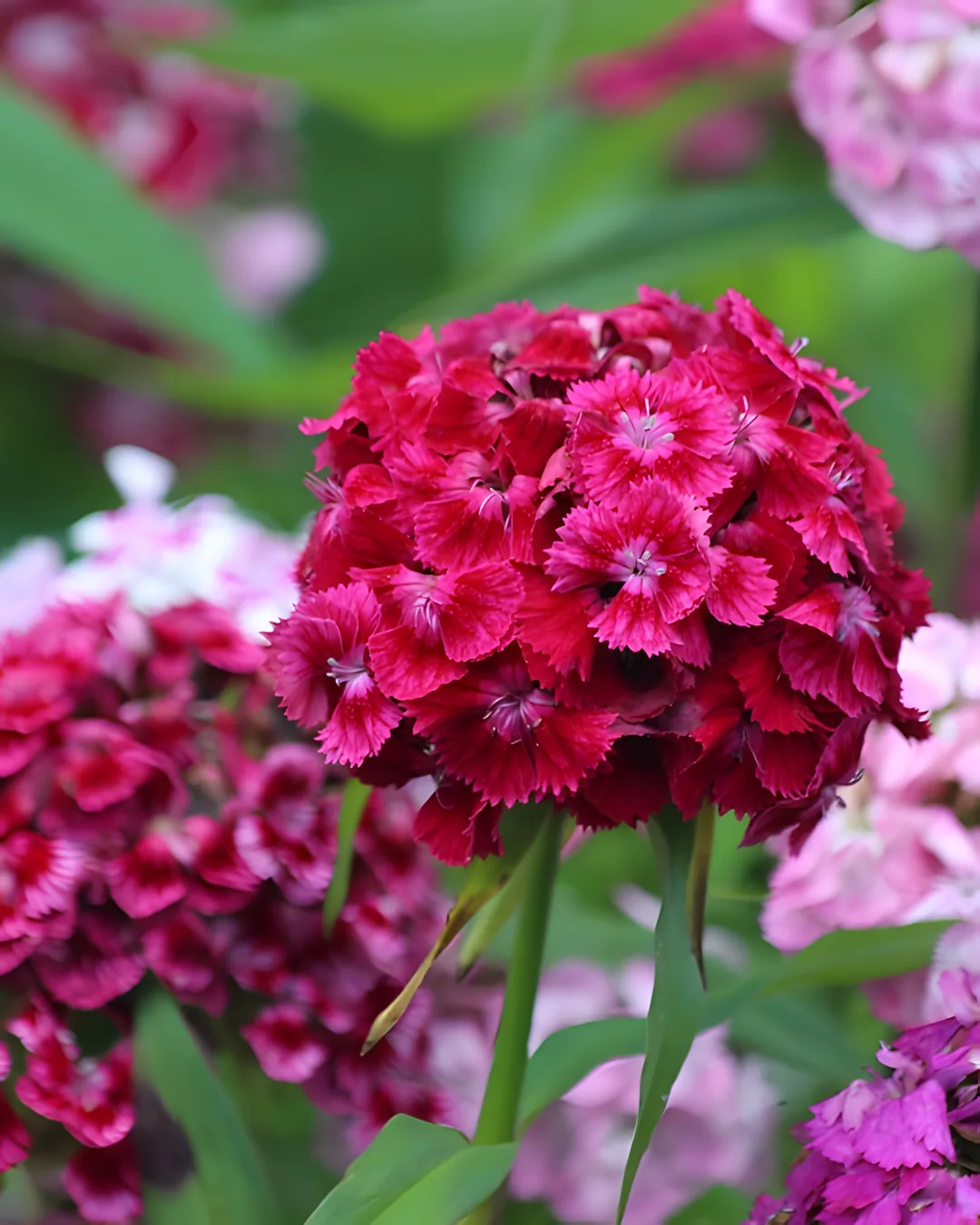 Fleurs d'œillet du poète roses et pourpres