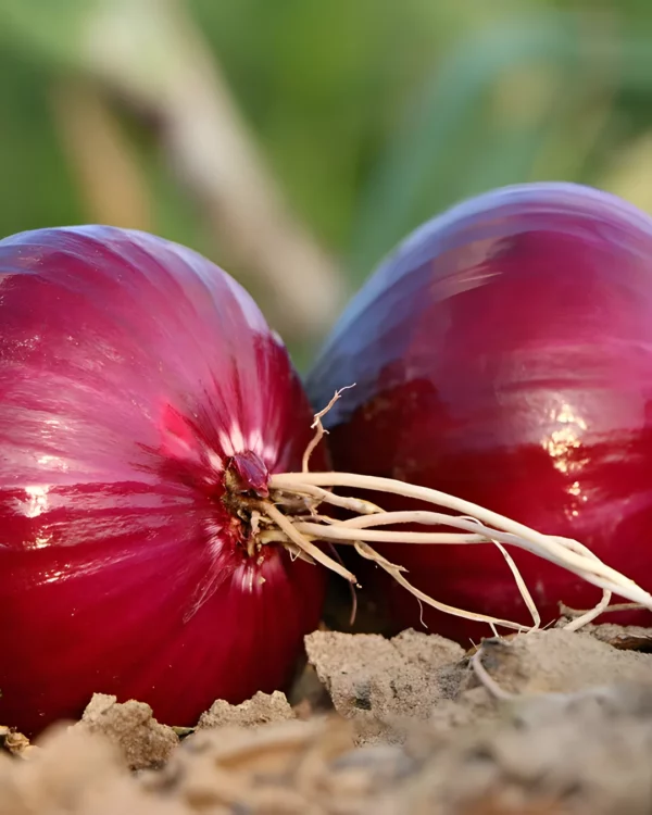 Oignons rouges Red Baron sur la terre
