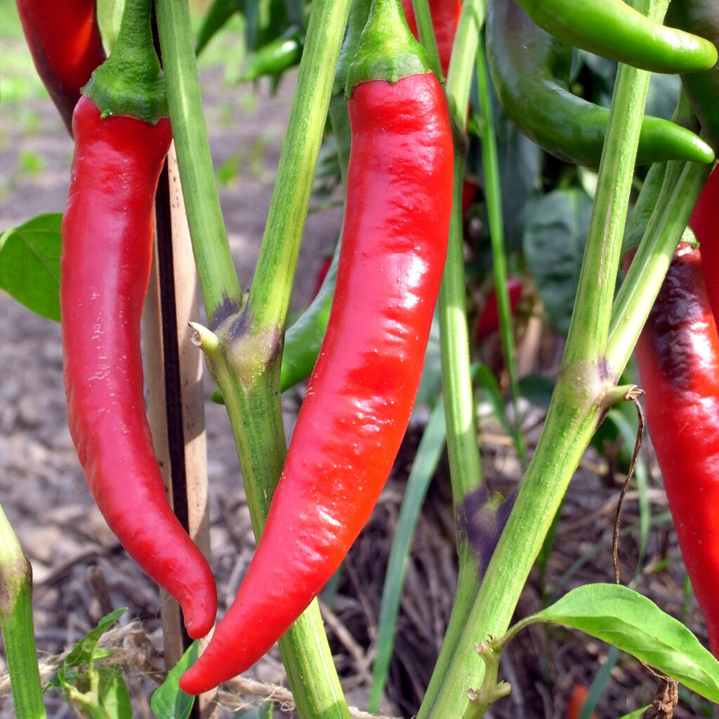 Piment De Cayenne - BIO