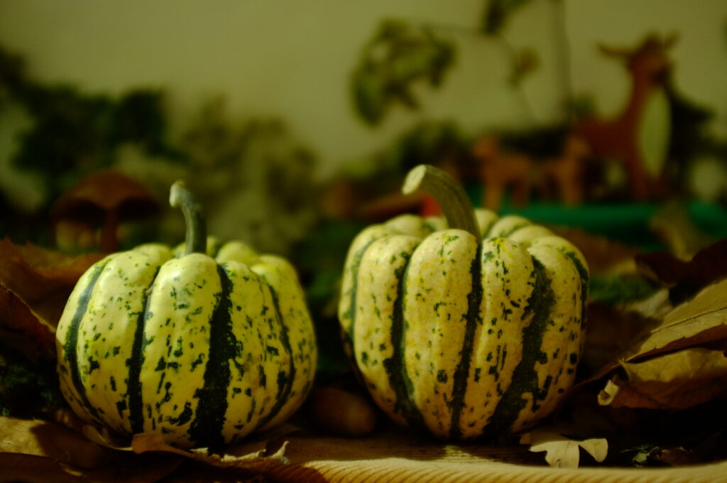 Courge Patidou sweet dumpling - BIO