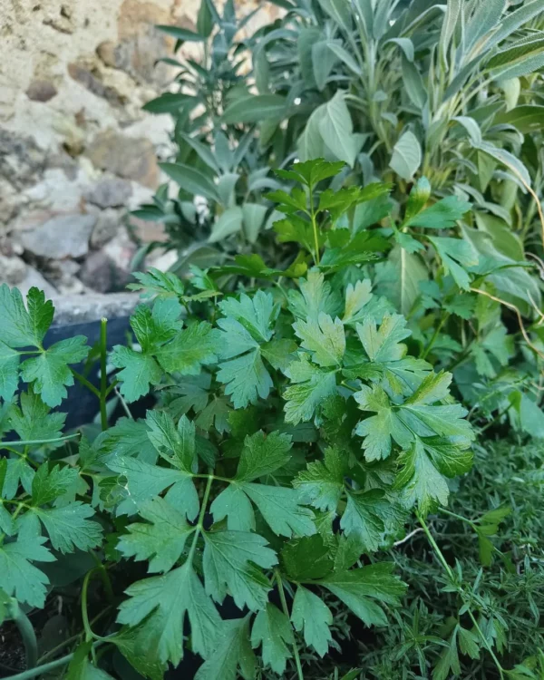 Plant de persil plat géant d'Italie