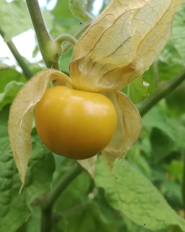Fruit de physalis Schönbrunner Gold dans son calice