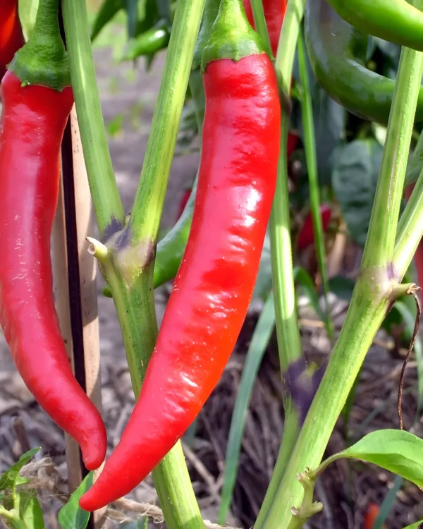 Piments de Cayenne rouges sur le plant