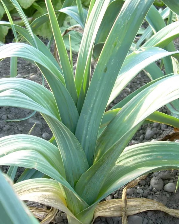 Poireaux Siegfried au potager