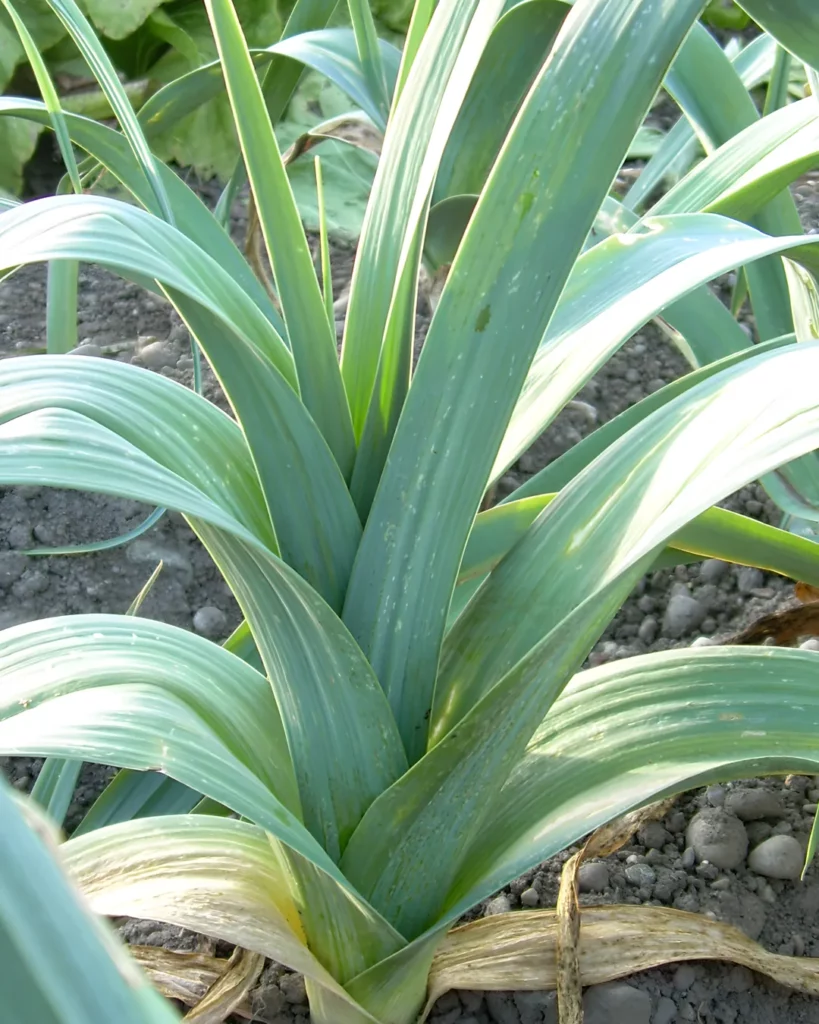 Poireaux Siegfried au potager