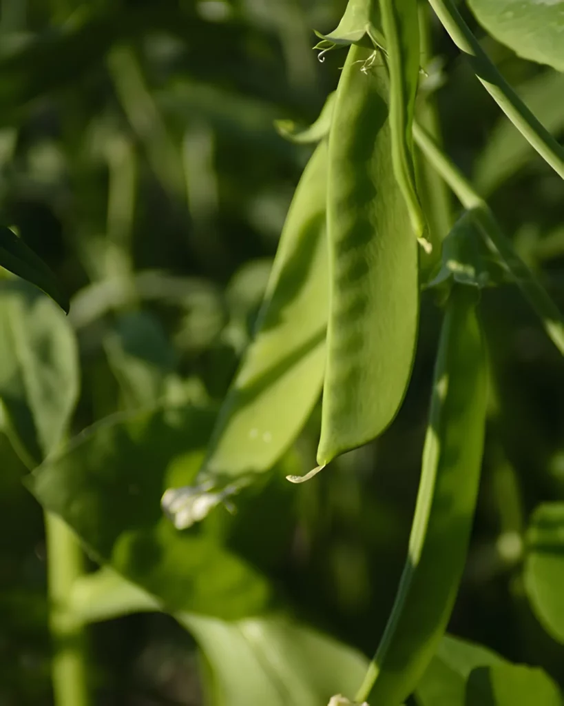Gousse de pois mangetout Rembrandt sur le plant