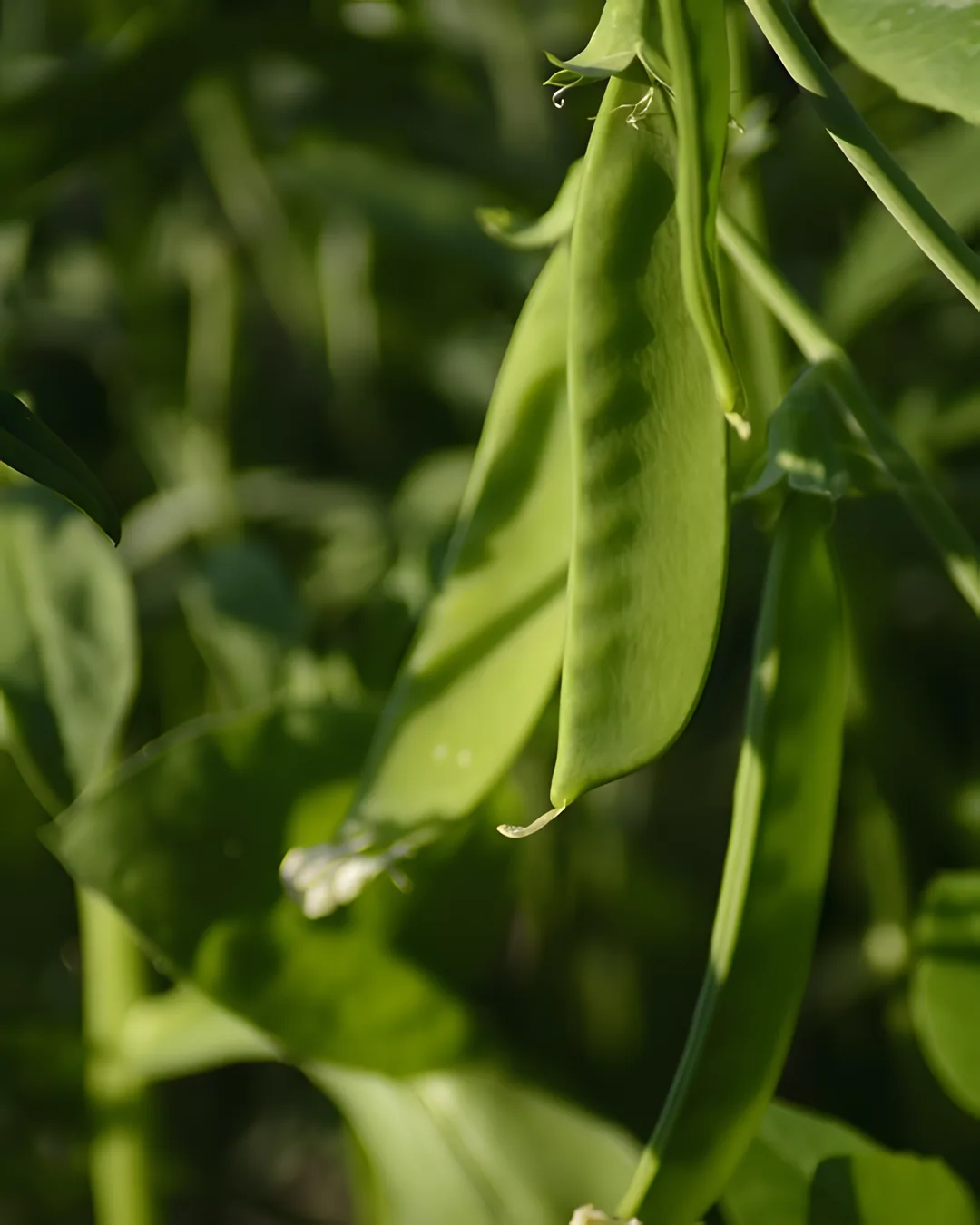 Gousse de pois mangetout Rembrandt sur le plant