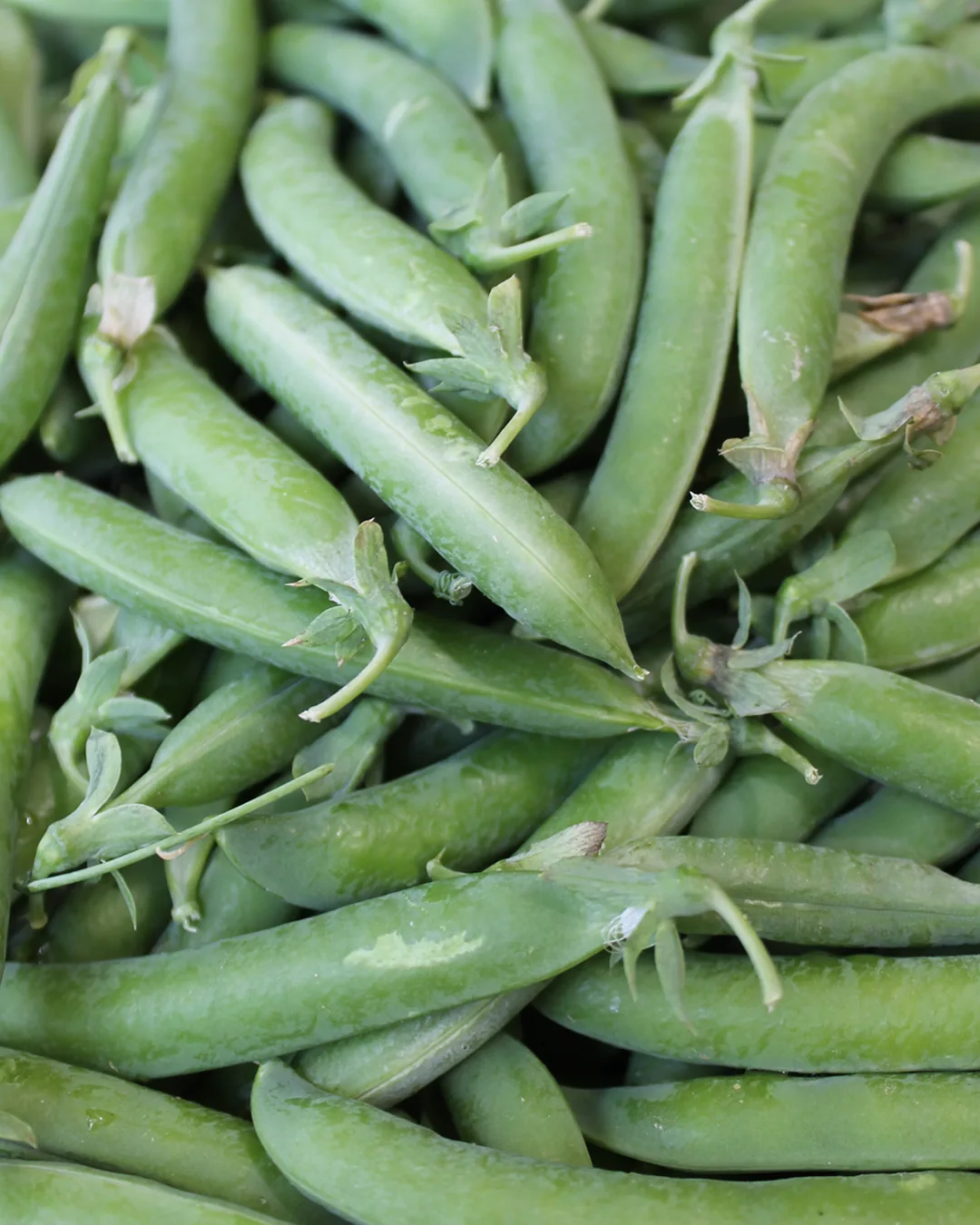 Cosses de pois Douce Provence récoltées