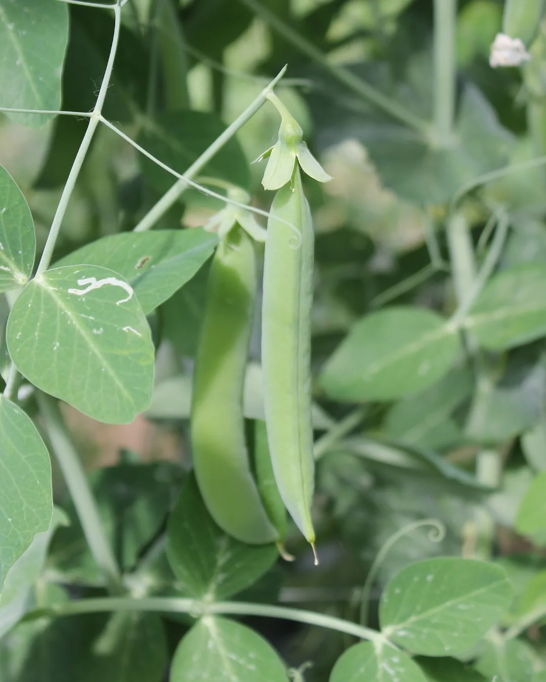 Cosses de pois Douce Provence sur le plant