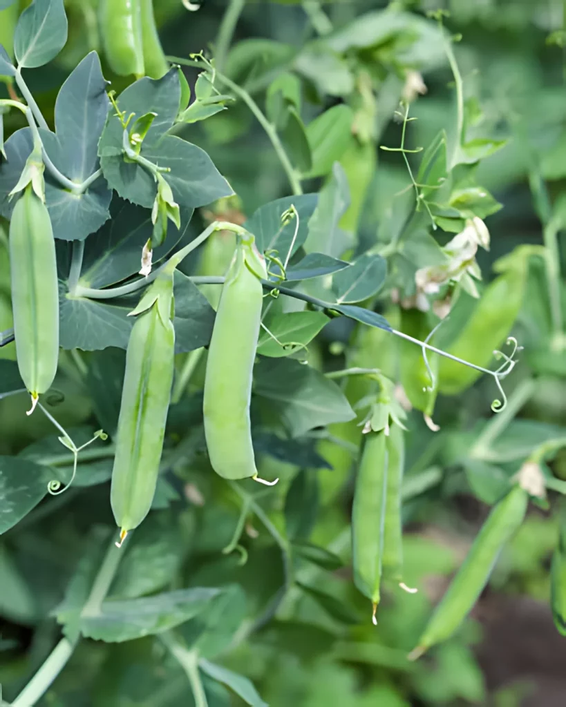 Pois nains Merveille de Kelvedon au potager