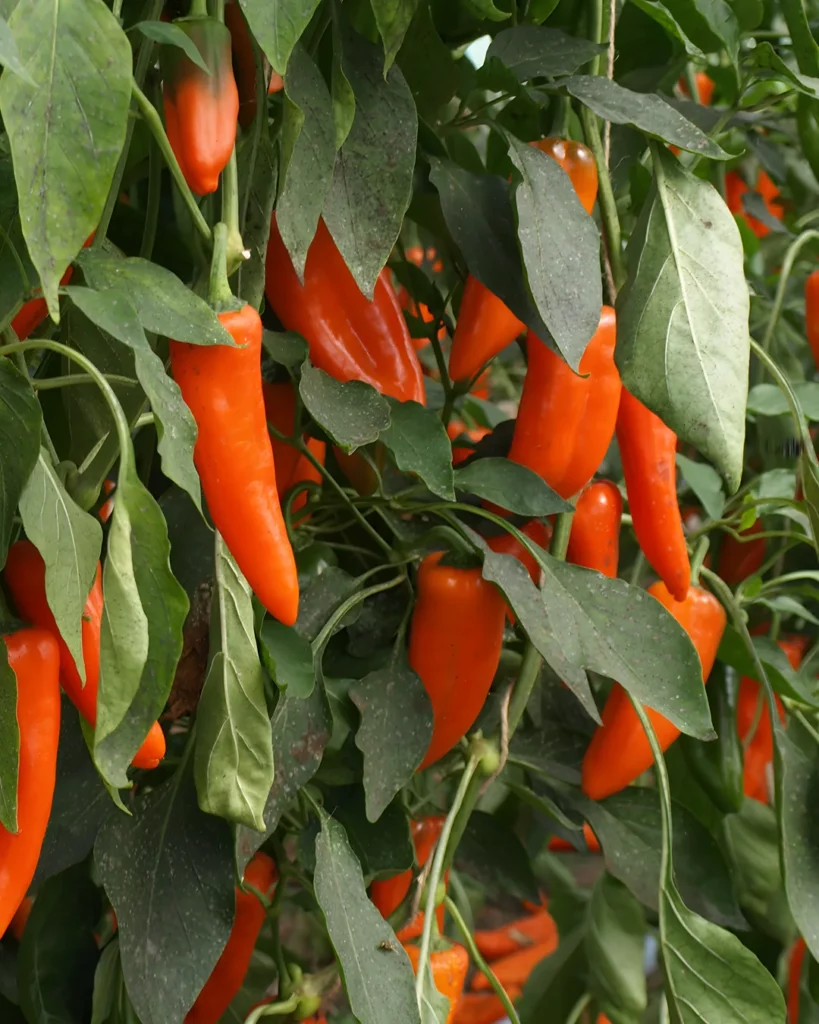Poivrons Lady Lou orange sur le plant