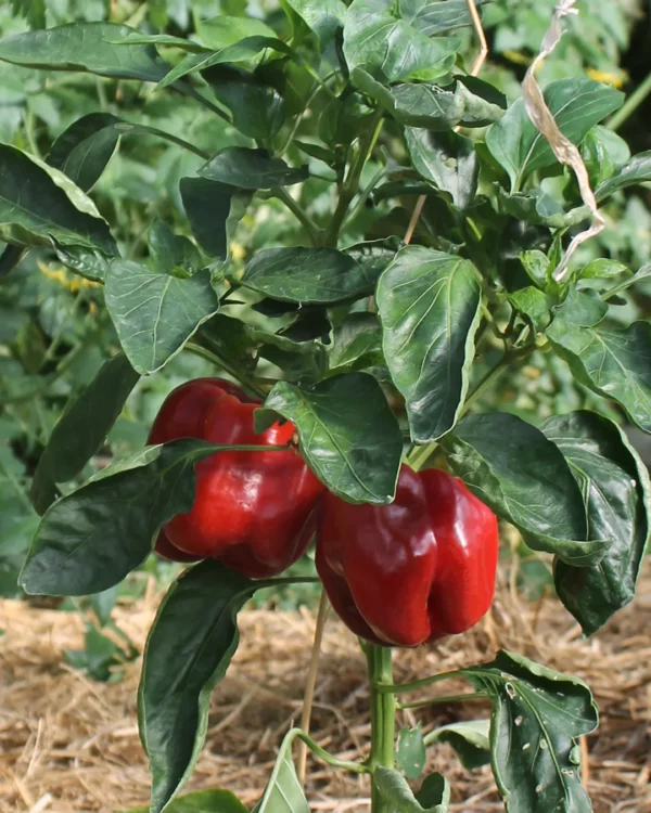 Poivrons rouges Yolo Wonder sur le plant