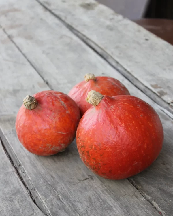 Potimarrons Red Kuri sur une table en bois