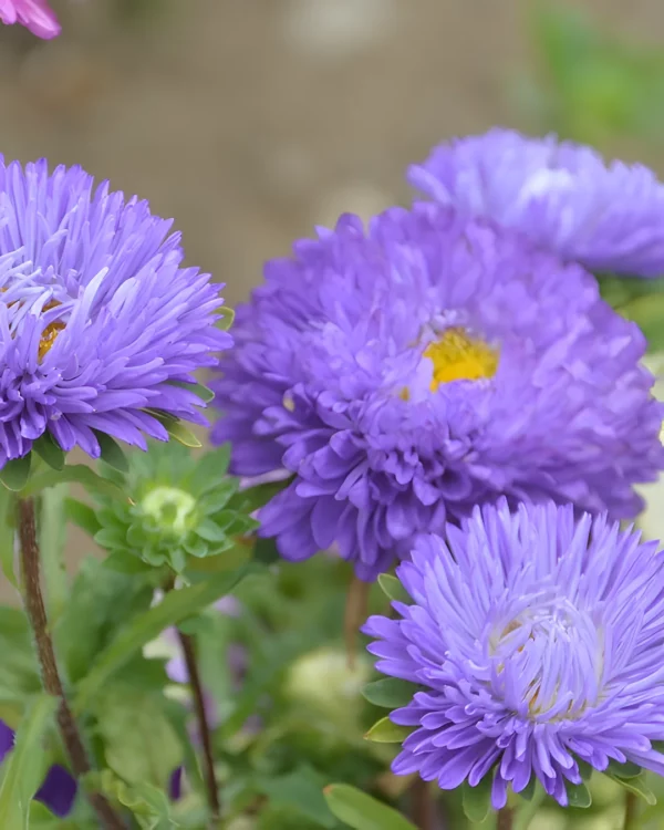Fleurs de reine-marguerite violettes