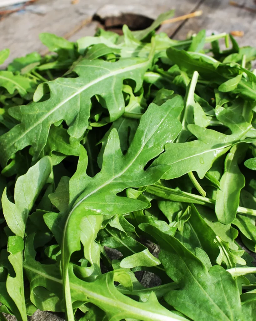 Feuilles de roquette sauvage fraîches