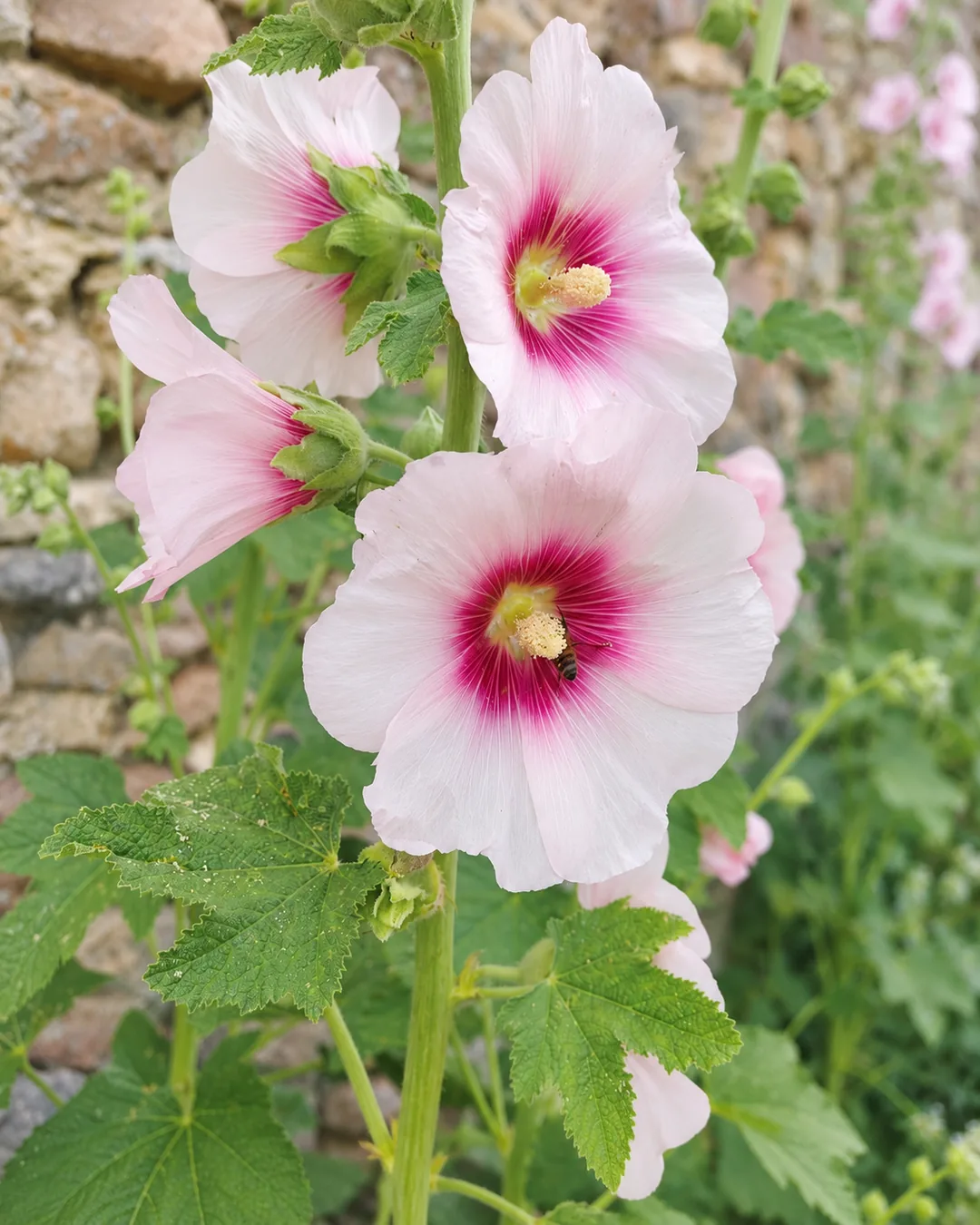 Rose trémière rose pâle au jardin