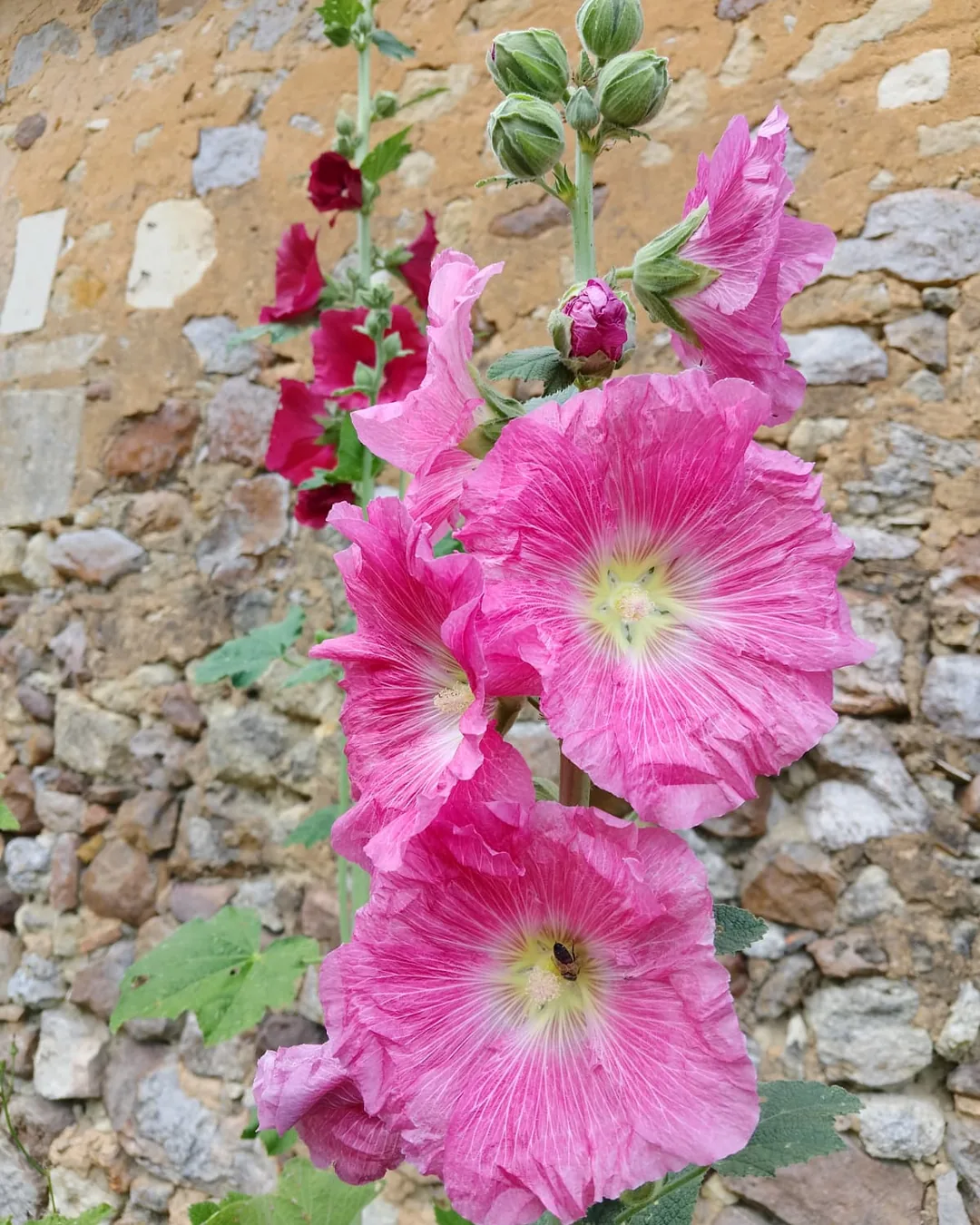 Roses trémières roses le long d'un mur rustique