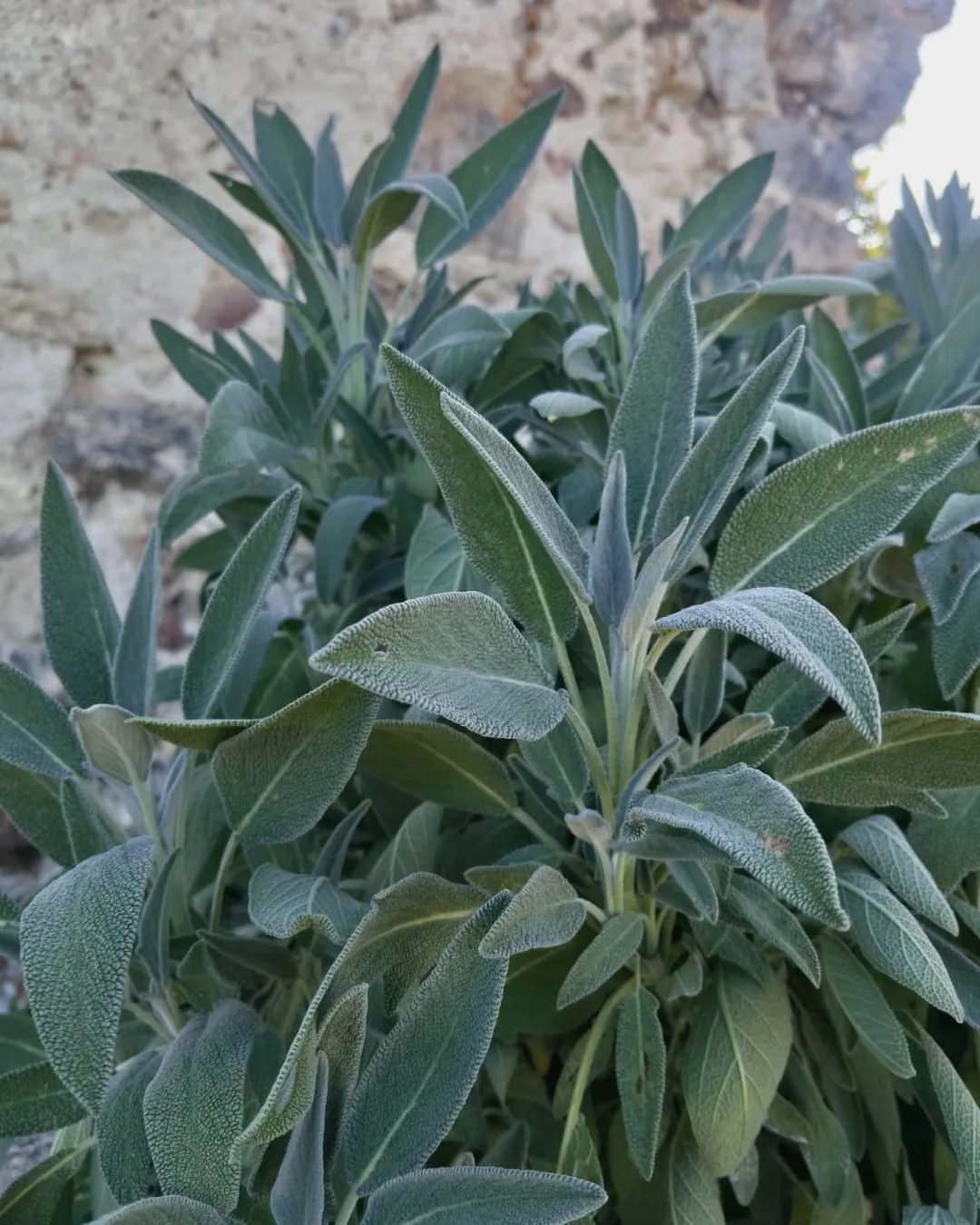 Feuillage gris-vert de sauge officinale