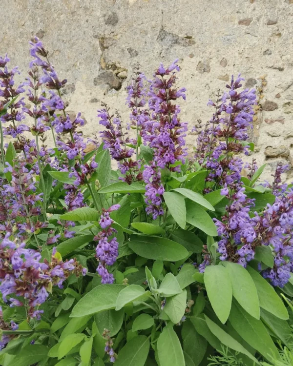Sauge officinale en fleurs violettes