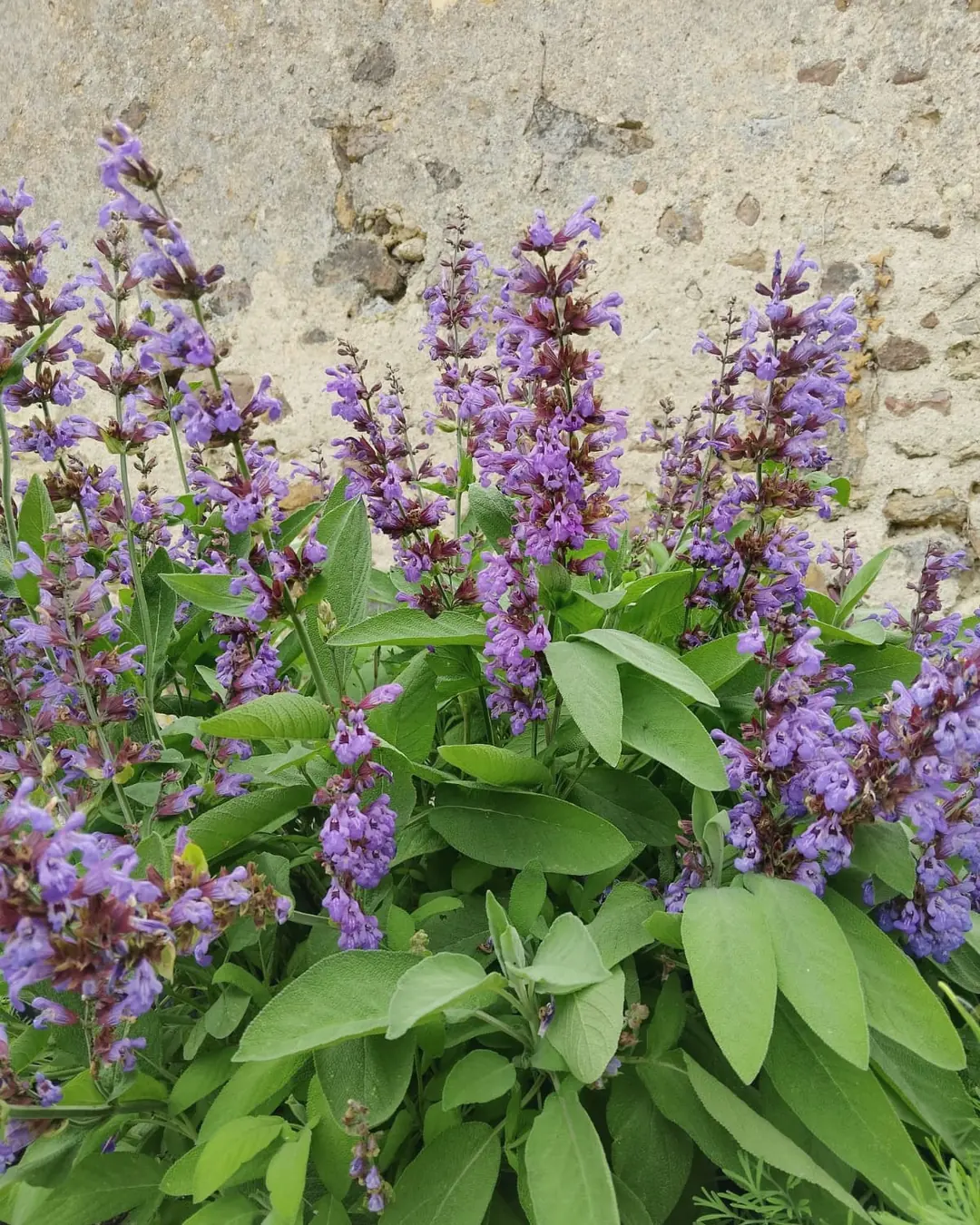 Sauge officinale en fleurs violettes
