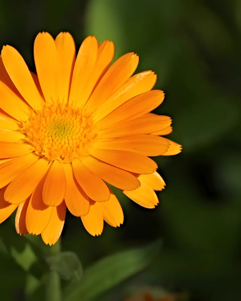 Fleur orange de souci des jardins