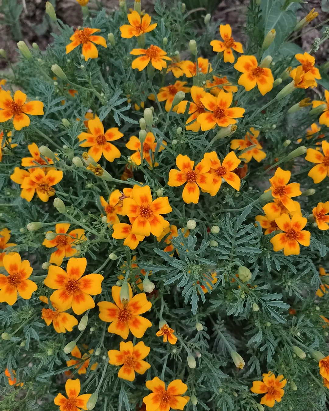 Fleurs orange de tagète tachée